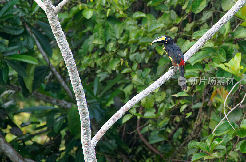 Many-banded Aracari